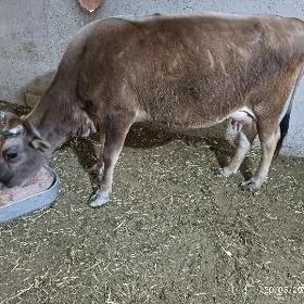 GÖLLELİ SYGYR