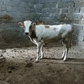 gőle