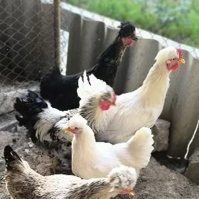 Brama