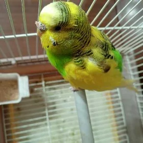 волнистый (🪶попугай🦜)