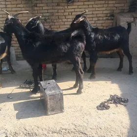Dog geçi