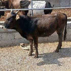 öküz