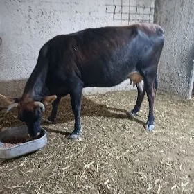 GÖLLELİ SYGYR
