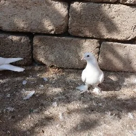 kepderi