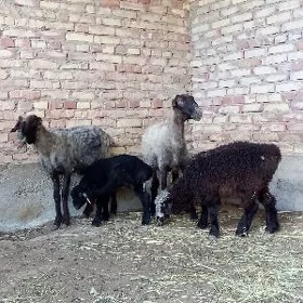 Guzuly Goýun we 3 sany Guzular