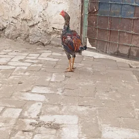 horaz