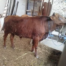 3 sany öküz