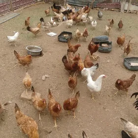 Guşlar