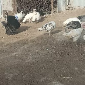 самиз матка индуклар