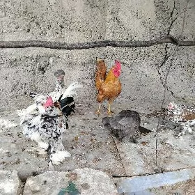 karlik