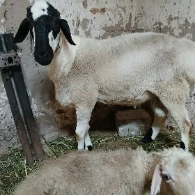 kockar