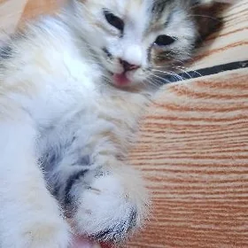 pişik