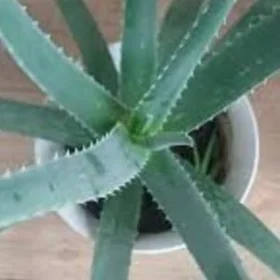 Aloe Алоэ