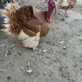 induk owgan paroda