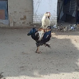horaz