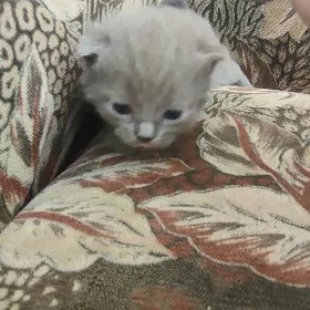 котята породистые