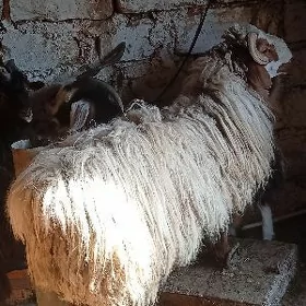 geçi we goc