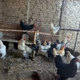 towuklar