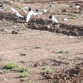 kepderi