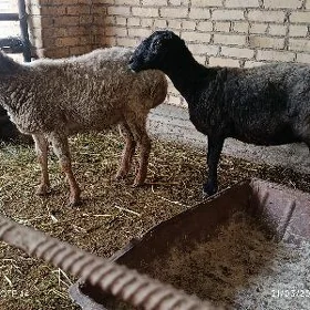 Bogaz koy we kockar soymaya