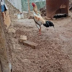 Horaz