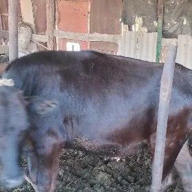 Gyzyl öküz Gara gulajyn