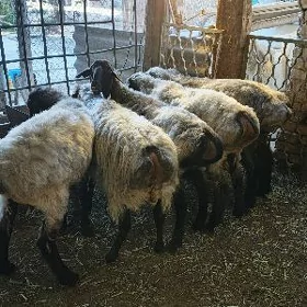 Işşek goýun erkeç