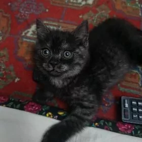 шотландские котята