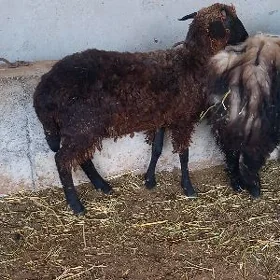 işşek garkol