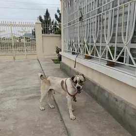 Alabay ıt gujık