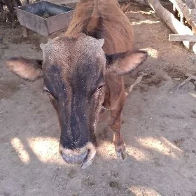 öküz okuzce