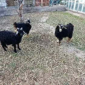 Çebiş owlak