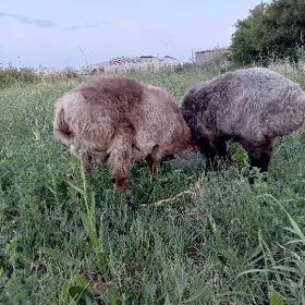 Goýun