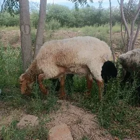 koçkar