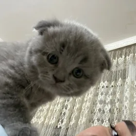 Вислоухие котята