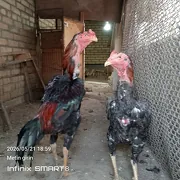 paroda horaz