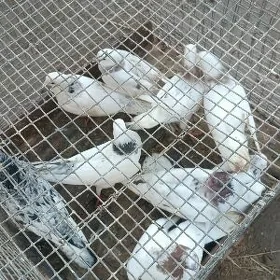 kepderi