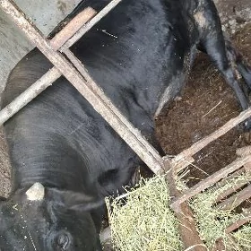 Öküz