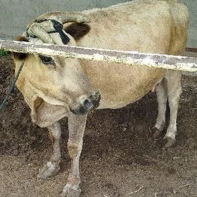 bakylan sygyr