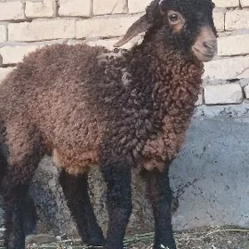 Kockar kuzy