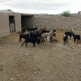 Madow berreler we geçi dog