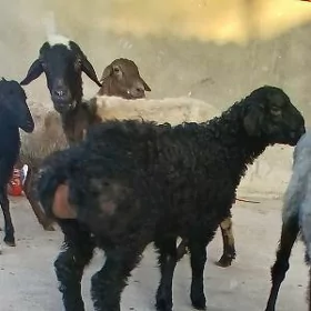 Guzyly Goýyn