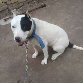 pitbul