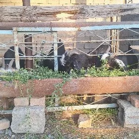 Geçiler