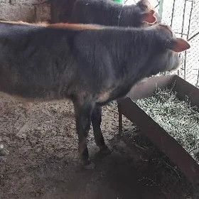 GARA OKÜZ ȘWES ARASSA