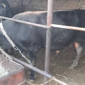 öküz