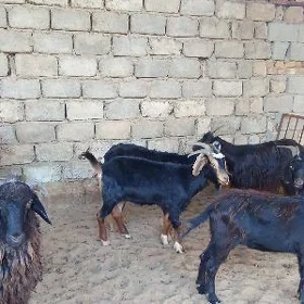 Dog erkeçler