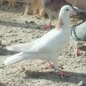 kepderi
