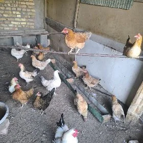 towuklar