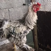 horaz